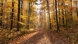 День народного единства