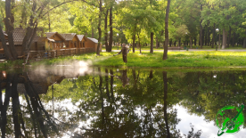 Дезинсекция